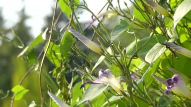 Ipomoea tricolor (grannyvine veya sabah zafer) aile Convolvulaceae, yeni dünya tropik yerli bitki türüdür. Beyaz Merkezi ile trompet şeklinde mavi çiçekler.