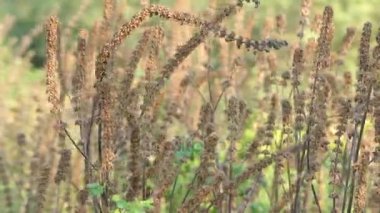 Motherwort bilinen Leonurus cardiaca nane aile, Ballıbabagiller otsu bir bitki var. Atmak-otu, Aslan'ın kulak ve aslan kuyruğu bilinen diğer adları dahil.