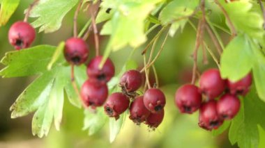 Crataegus bitkisinden, ortak alıç veya tek numaralı seribaşı alıç olarak bilinir. Mayıs, mayblossom, maythorn, quickthorn, whitethorn, motherdie ve haw bilinen diğer adları dahil.