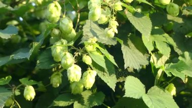 Şerbetçi otu (ortak hop veya atlama) Kendirgiller ailesindeki çiçekli bitki türüdür. Myrcene, humulene, xanthohumol, myrcenol, linalool, tanen ve reçine içeren.