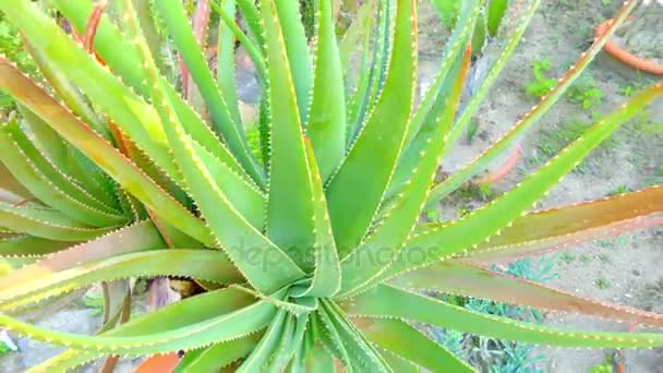 Aloe succotrina, Fynbos aloe, is an aloe which is endemic to Cape Town and of Western Cape, South Africa. Aloe succotrina is naturally found on the Cape Peninsula, and as far as Mossel Bay to east. — Stock Video