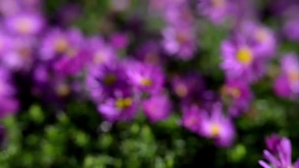Symphyotrichum novae-angliae (Aster novae-angliae), allgemein bekannt als Neuengland-Aster, haarige Mikaelmas-Gänseblümchen oder Mikaelmas-Gänseblümchen, ist eine blühende Staude aus der Familie der Asteraceae. — Stockvideo