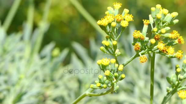 Передавати фокус: Senecio kleiniiformis є видів роду Senecio і сімейства складноцвітих і раніше вважалось в рід Kleinia. Цей вид, як вважають, бути знайдені тільки в культурі. — стокове відео