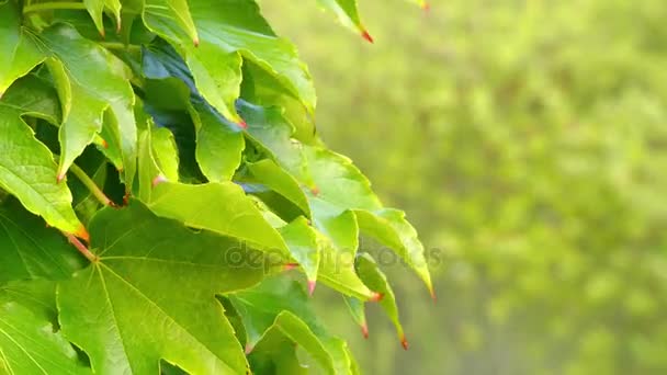 Parthenocissus tricuspidata borszőlő (Vitaceae család) őshonos Kelet-Ázsiában Japán, Korea és Kína egy virágos növény. Ez a lombhullató fás szőlőtermesztés 30 m magas, vagy több. — Stock videók