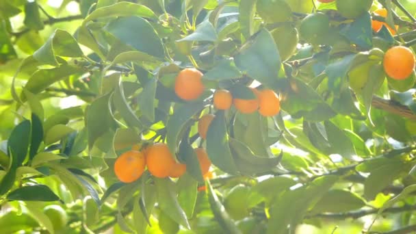 Kumquats (cumquats, Citrus japonica) in family Rutaceae, genus Fortunella, or within Citrus sensu lato. Edible fruit resembles that of orange (Citrus sinensis). Kumquat is fairly cold-hardy citrus. — Stock Video