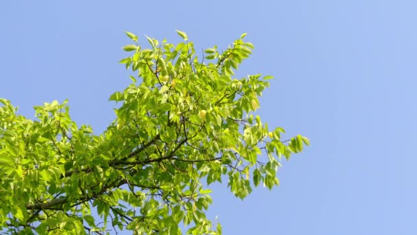 Celtis occidentalis, comúnmente conocido como arándano común, es un gran árbol caducifolio nativo de América del Norte. También se conoce como nettletree, azucarera, castaño, hackberry norte . — Vídeos de Stock