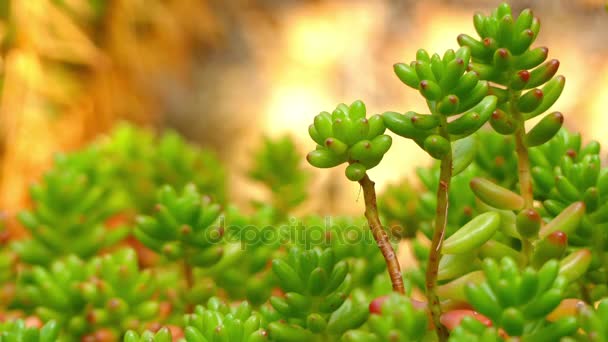 Överföra fokus: Sedum rubrotinctum är allmänt känd som gelé-bönor, jelly bean växt, eller fläsk och bönor. Det är arter av Sedum från Crassulaceae familj av växter. — Stockvideo