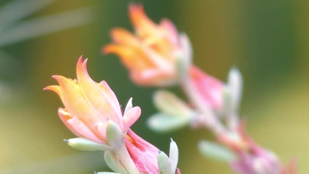 Передавати фокус: ехеверій runyonii є цвітіння рослин у sedum сім'ї, Товстолисті, який є рідним для штату Тамауліпас в Мексиці. Кілька сортів описав і культивується. — стокове відео