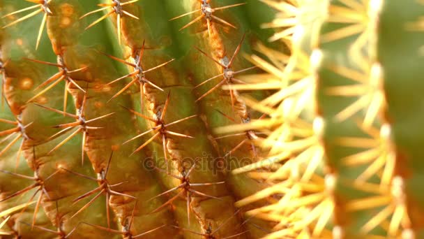 Transfer focus: Ferocactus histrix é uma espécie de Ferocactus do México . — Vídeo de Stock