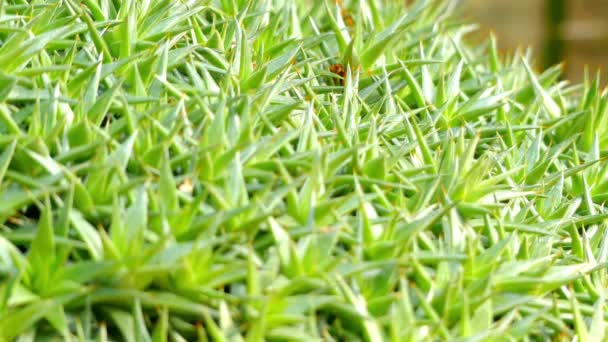 Focus sul trasferimento: Deuterocohnia (Abromeitiella) lorentziana è una specie del genere Deuterocohnia. Questa specie è originaria della Bolivia . — Video Stock