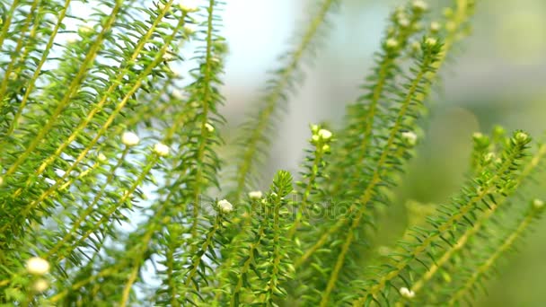 Phylica ericoides. Phylica aile Cehrigiller bitki cinsidir. Yaklaşık 150 türler, Güney Afrika, nerede onlar fynbos parçası formu çoğunluğu kısıtlanır içerir. — Stok video