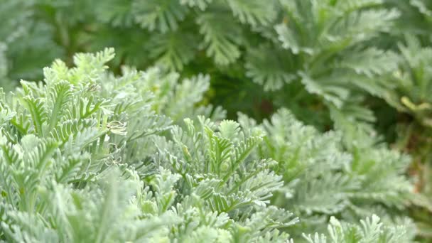 Euryops pectinatus é uma espécie de angiospérmica da família Asteraceae. . — Vídeo de Stock