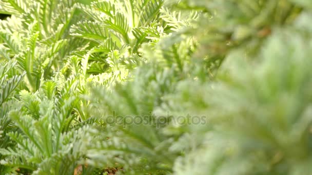 フォーカスを移動: ユリオプスデイジー ヒマワリ キク科、南アフリカ原産の草花の種であります。それは積極的な常緑低木です。 — ストック動画