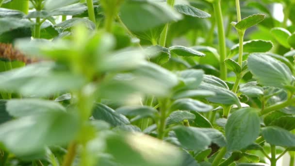转移焦点︰ 溪黄草 neochilus。艾氏香茶菜属到温暖气候植物发生很大程度上是在南半球。他们与彩叶草密切相关，被称为 spurflowers. — 图库视频影像