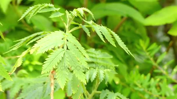 Melianthus comosus (bal çiçek) familyasından bir bitki Güney Afrika Melianthaceae içinde ailesinin. Afrikaans adı kruidjie-roer-my-nie (ot-dokunmatik-beni-değil) için hoş olmayan bir koku atıfta. — Stok video