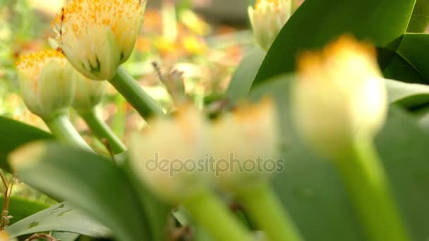 Overdracht van focus: Haemanthus albiflos (penseel) is een geslacht van bedektzadigen in de familie Amaryllidaceae, inheems in Zuid-Afrika. Het is een groenblijvende overblijvende bolvormige geophyte. — Stockvideo