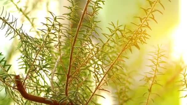 Erica Caffra. Erica è un genere di circa 860 specie di piante da fiore della famiglia delle Ericaceae . — Video Stock