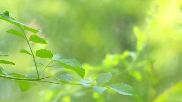 Tecoma capensis (společný název Cape zimolez) je druh jednoděložných rostlin z čeledi Bignoniaceae, pochází z Jižní Afriky. Navzdory svému názvu není úzce související s pravda, zimolez. — Stock video