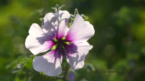 Lavatera maritima. Lavatera ist eine Gattung von etwa 25 Arten blühender Pflanzen der Familie Malvaceae. — Stockvideo