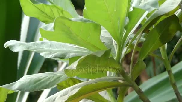 L'eliotropio foertherianum (Tournefortia argentea) è una specie di pianta da fiore della famiglia delle Boraginaceae. Nomi comuni includono velvetleaf soldier bush, tree heliotrope e octopus bush . — Video Stock