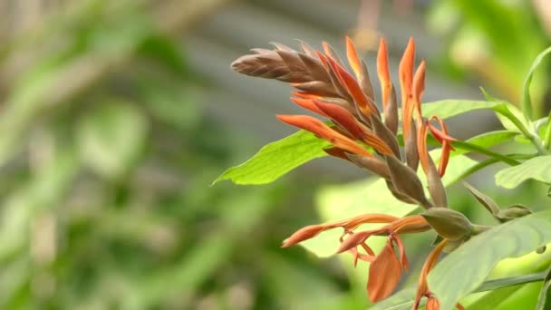 Aphelandra gigantiflora。Aphelandra、キツネノマゴ、アメリカ大陸の熱帯地域にネイティブの顕花植物の約 170 種の属. — ストック動画