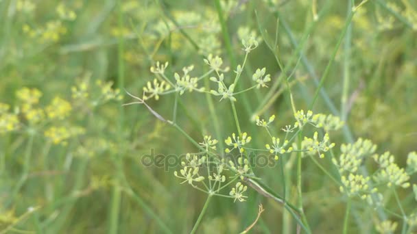 Μάραθο (Foeniculum vulgare) είναι είδος ανθοφόρο φυτό στην οικογένεια του καρότου. Είναι ανθεκτικό, πολυετές βότανο με κίτρινα λουλούδια και φτερωτός φύλλα. Είναι γηγενείς στις ακτές της Μεσογείου. — Αρχείο Βίντεο