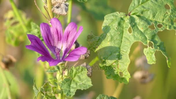 Malva sylvestris is soort van geslacht kaasjeskruid Malva in familie Malvaceae en wordt beschouwd als de typesoort van het geslacht. Bekend als gemeenschappelijk mallow Engels sprekende Europeanen. — Stockvideo