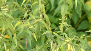 Vincetoxicum hirundinaria, yaygın olarak beyaz kırlangıç otu (onun seedpods bir kırlangıç kanat ve kuyruk anımsatan), adlı cins Vincetoxicum ailesindeki Apocynaceae uzun ömürlü otsu uzun ömürlü olduğunu