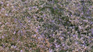 Kermek geniş yapraklı (Limonium platyphyllum) önerebilirim bitki cins Kermek aile plumbaginaceae (Plumbaginaceae) olduğunu. İlk olarak 1964 yılında Rus botanist Igor Aleksandroviç Lynch tarafından açıklanan.