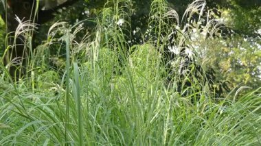 Spartina pectinata familyasından bir ortak adları kır cordgrass, tatlı su cordgrass, uzun marshgrass ve sloughgrass tarafından bilinen cordgrass. Çok Kuzey Amerika yerli.