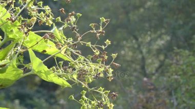 Eryngium ilerliyor, olarak bilinen ya da mavi eryngo veya düz deniz holly, çiçekli bitki ailesindeki maydanozgiller, orta ve Güneydoğu Avrupa ve Orta Asya içeren alan için yerel familyasından.