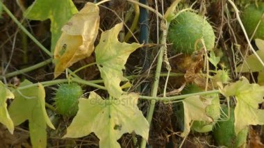 Echinocystis monotypic kabak ailesi kabakgiller familyasından. Echinocystis lobata, genellikle vahşi salatalık, dikenli salatalık veya balsam apple denilen tek türdür.
