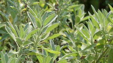 Ada çayı (Bahçe, ortak veya mutfak adaçayı) odunsu sapları, grimsi yaprakları ve mavi morumsu çiçekler için çok yıllık, evergreen subshrub olduğunu. Nane ailesinin Ballıbabagiller üyesi olan.