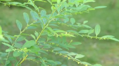 Securinega suffruticosa. Flueggea suffruticosa familyasından bir bitki ailesindeki Phyllanthaceae. Securinega suffruticosa bir merkezi sinir sistemi uyarıcı kabul alkaloid securinine içerir.