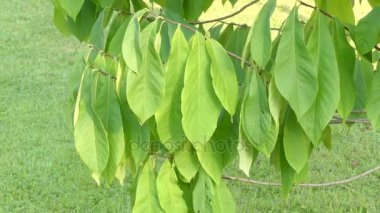 Asimina triloba, kestane, pençe pençe, pençe-pençe veya aynı bitki ailesinin (Annonaceae) muhallebi-elma, cherimoya, sweetsop, ylang-ylang ve soursop ortak papaya.