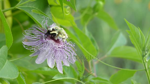 Passiflora incarnata, commonly known as maypop, purple passionflower, true passionflower, wild apricot, and wild passion vine, is fast-growing perennial vine with climbing or trailing stems. — Stock Video