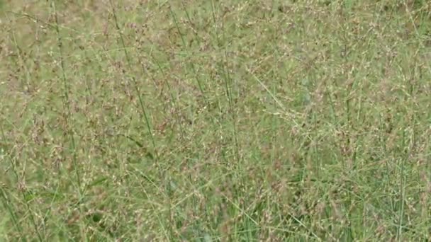 Panicum virgatum, comúnmente conocido como switchgrass, es hierba perenne de temporada cálida nativa de América del Norte . — Vídeo de stock