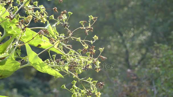 Eryngium planum, auch als Blauer Eryngo oder Flachmeerkohl bekannt, ist eine blühende Pflanze aus der Familie der Apiaceae, die in Mittel- und Südosteuropa sowie Zentralasien beheimatet ist.. — Stockvideo