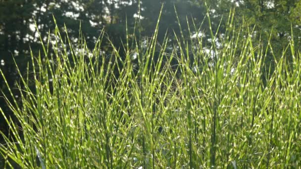 Miscanthus sinensis es una especie de planta con flores perteneciente a la familia Poaceae, nativa del este de Asia en la mayor parte de China, Japón, Taiwán y Corea. . — Vídeo de stock