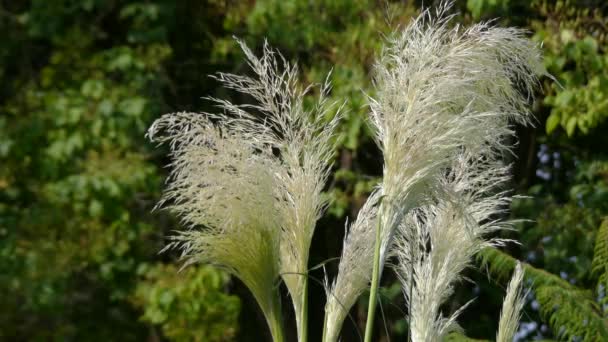 Cortaderia selloana, kortweg pampas gras, is een bloeiende plant inheems in zuidelijk Zuid-Amerika, met inbegrip van Pampas regio waaraan het zijn naam ontleent. Het is hoog gras, groeit in dichte graspollen. — Stockvideo