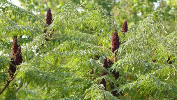 Rhus typhina o hirta Dissectum, staghorn sumac es una especie de planta fanerógama perteneciente a la familia Anacardiaceae. Se encuentra principalmente en el sureste de Canadá . — Vídeos de Stock