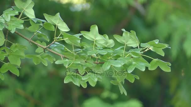 Acer monspessulanum (Montpellier akçaağaç) familyasına ait bir akçaağaç yerli Batı Akdeniz bölgesinde Fas ve Portekiz, Türkiye, Suriye, Lübnan ve İsrail Doğu'için. — Stok video