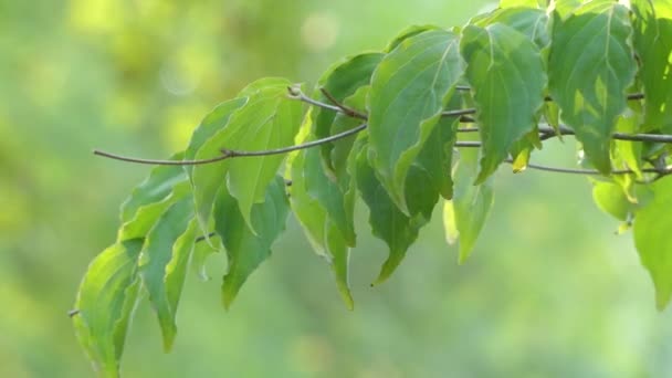 ヤマボウシ、韓国のミズキとも呼ばれますが小さいミズキ科の落葉広葉樹。ヤマボウシ、甲佐、ヤマボウシなどの共通の名前。類義語は、Benthamia と Cynoxylon のヤマボウシ. — ストック動画