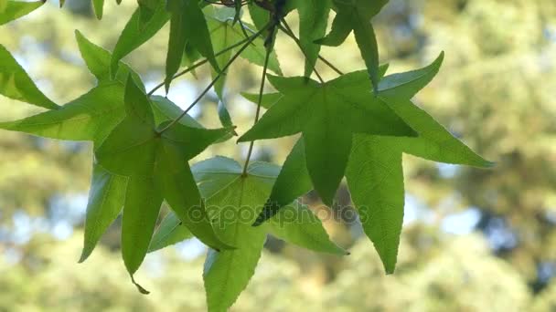 Liquidambar styraciflua, genannt American sweetgum, Sweet gum, Sweet gum (Süßkautschuk), Haselkiefer, American-storax, Bilsted, Red gum, Satin-Walnuss, Sternkautschuk oder Alligatorholz, Gattung liquidambar. — Stockvideo