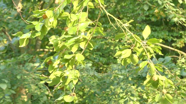 Fagus sylvatica, buk nebo společné buk, je opadavý strom, patřící do bukové rodině Fagaceae. — Stock video