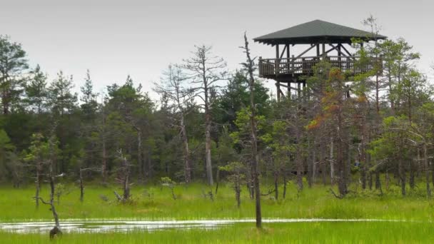 Panorama of Swamp Field In Viru Raba in Lahemaa, Estonia. — Stock Video