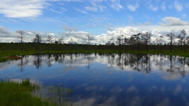 Panorama von sumpffeld in viru raba in lahemaa, estland. — Stockvideo