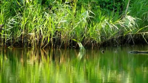 Ropotamo (Border river) is relatively short river in southeastern Bulgaria. Dibutuhkan sumbernya dari Pegunungan Strandzha, untuk mengosongkan ke Laut Hitam antara Dyuni dan Primorsko . — Stok Video