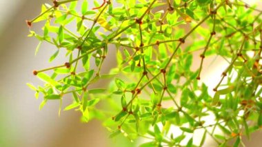 Chaparral bilinen gür divaricata aile Zygophyllaceae küçük yaprak dökmeyen çalı var. Nerede jarilla veya jarillo olarak bilinen Güney Amerika kurak bölgelerde Yerel.