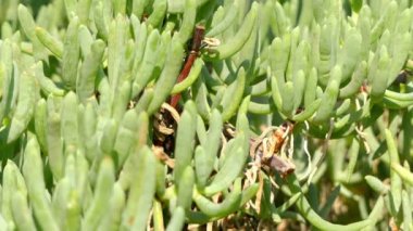 Odak transfer: Scopelogena verruculata olduğunu çözülmemiş durumu sulu bitkilerin aile Aizoaceae, ama bazen gizli aile Mesembryanthemaceae ait. Onlar Afrika'ya endemik.